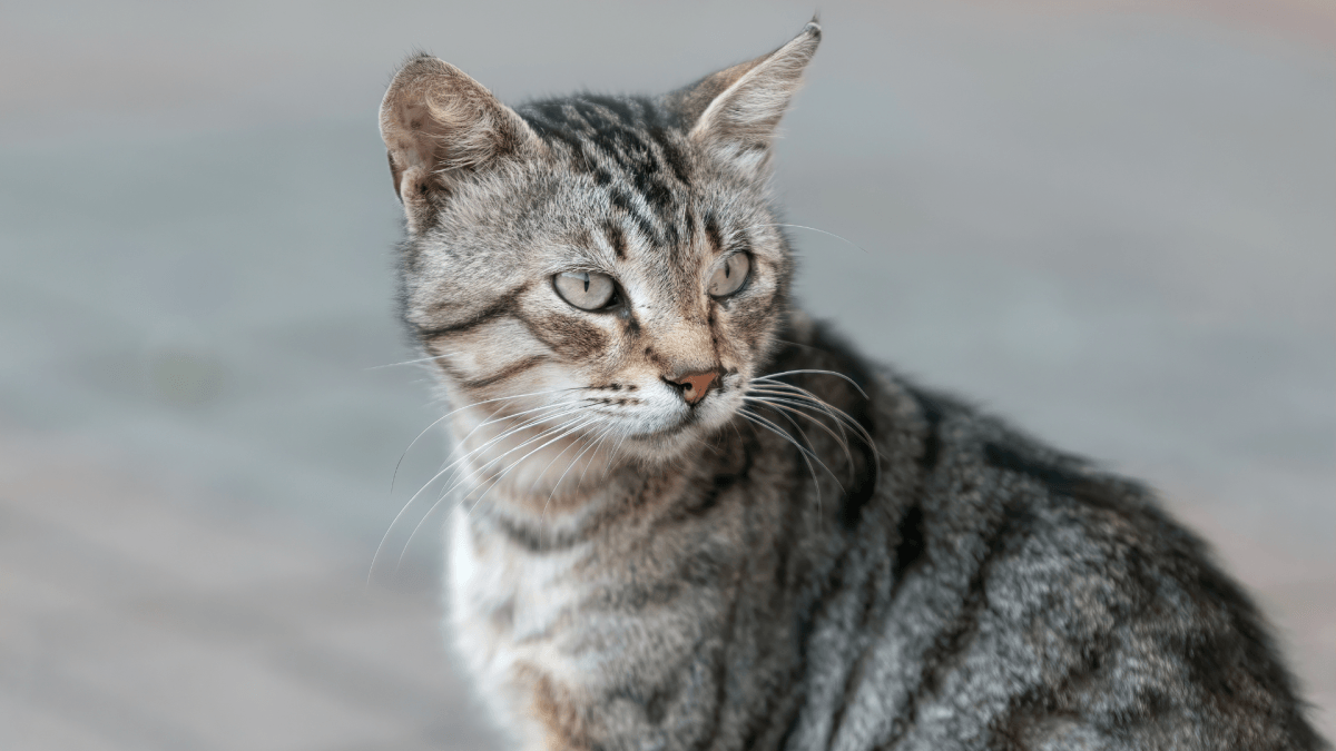 Shelter Cat Who's Been Waiting Over 1100 Days for a Home Couldn't Be More Heartbreaking