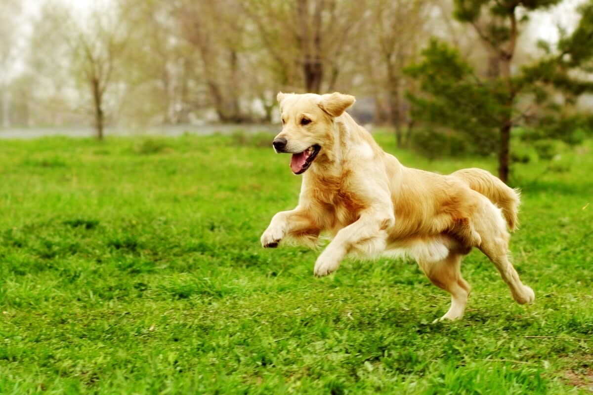 Golden Retriever Hunts Lizards with True Focus Like It's His Full Time Job