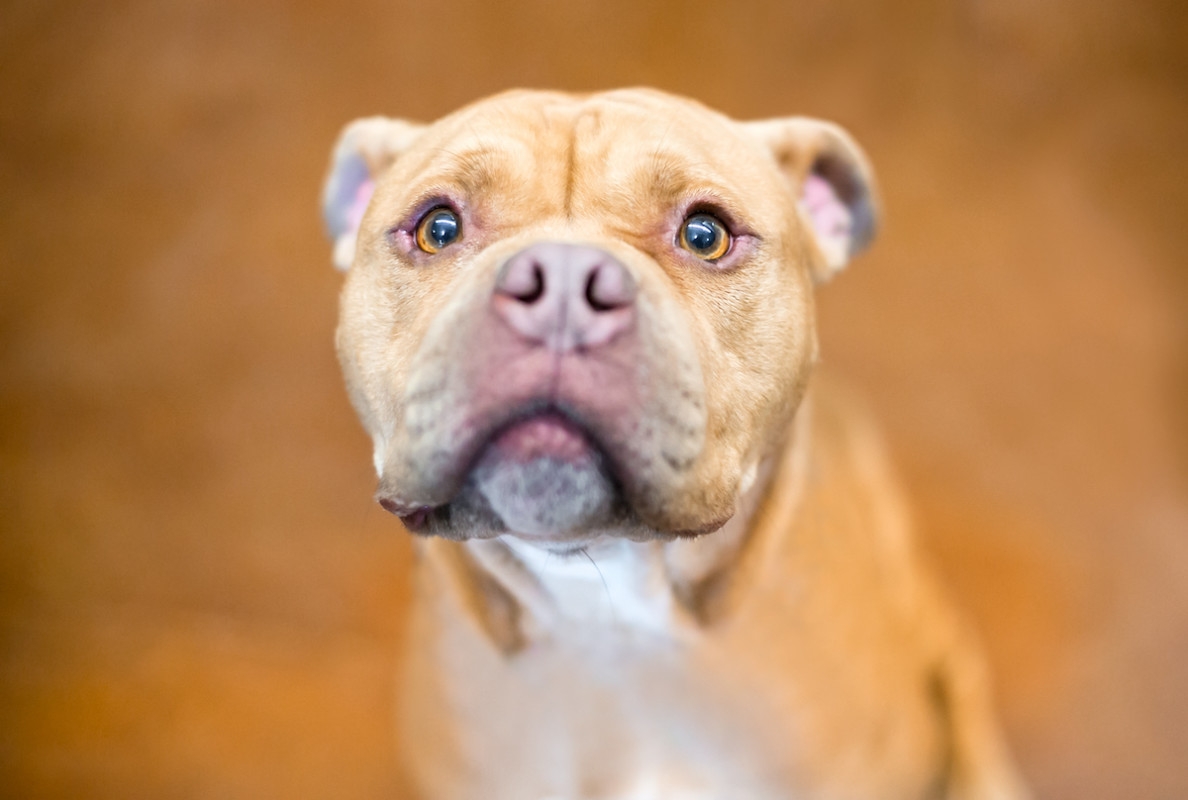 Pit Bull Mix's Haunting Way of Accepting Treats From Dad Has People Feeling Uneasy