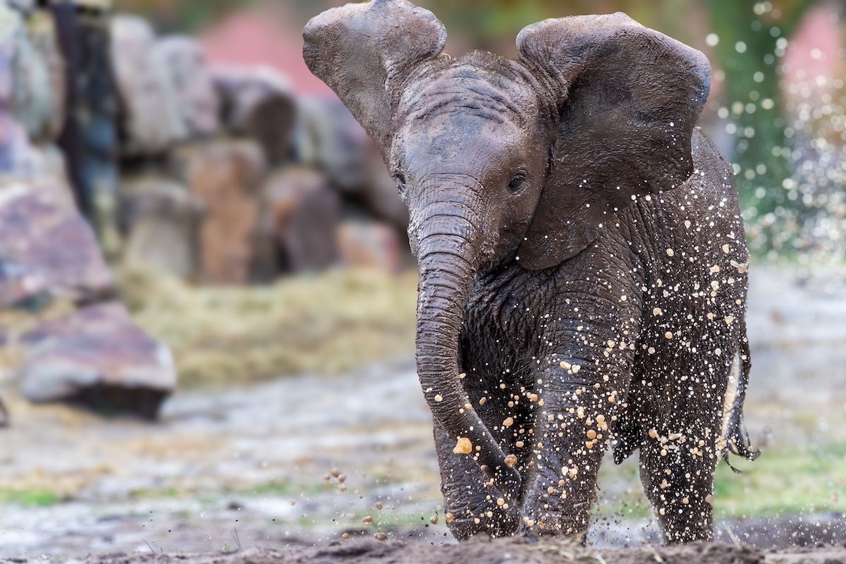 Young Elephant Dives Headfirst Into the Water Trough and the Herd's Reaction is Priceless