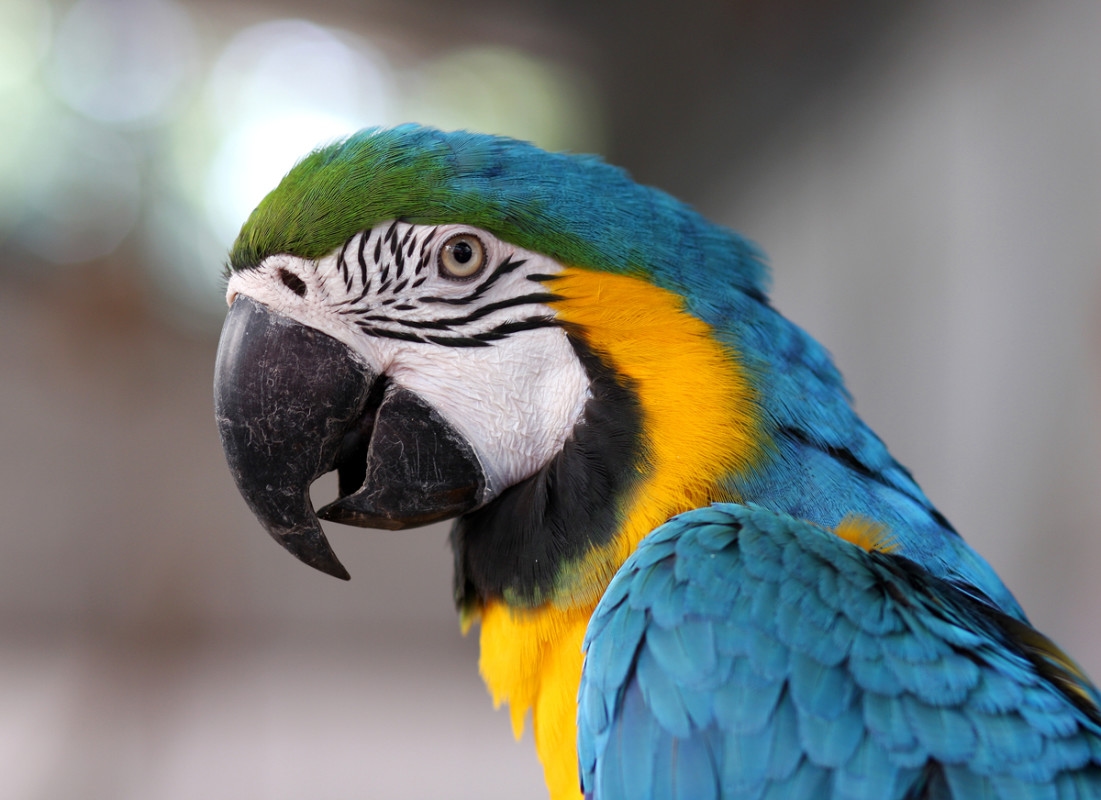 Macaw 'Summons' Dad to Play Peek-a-Boo Like the Cutest Little Boss