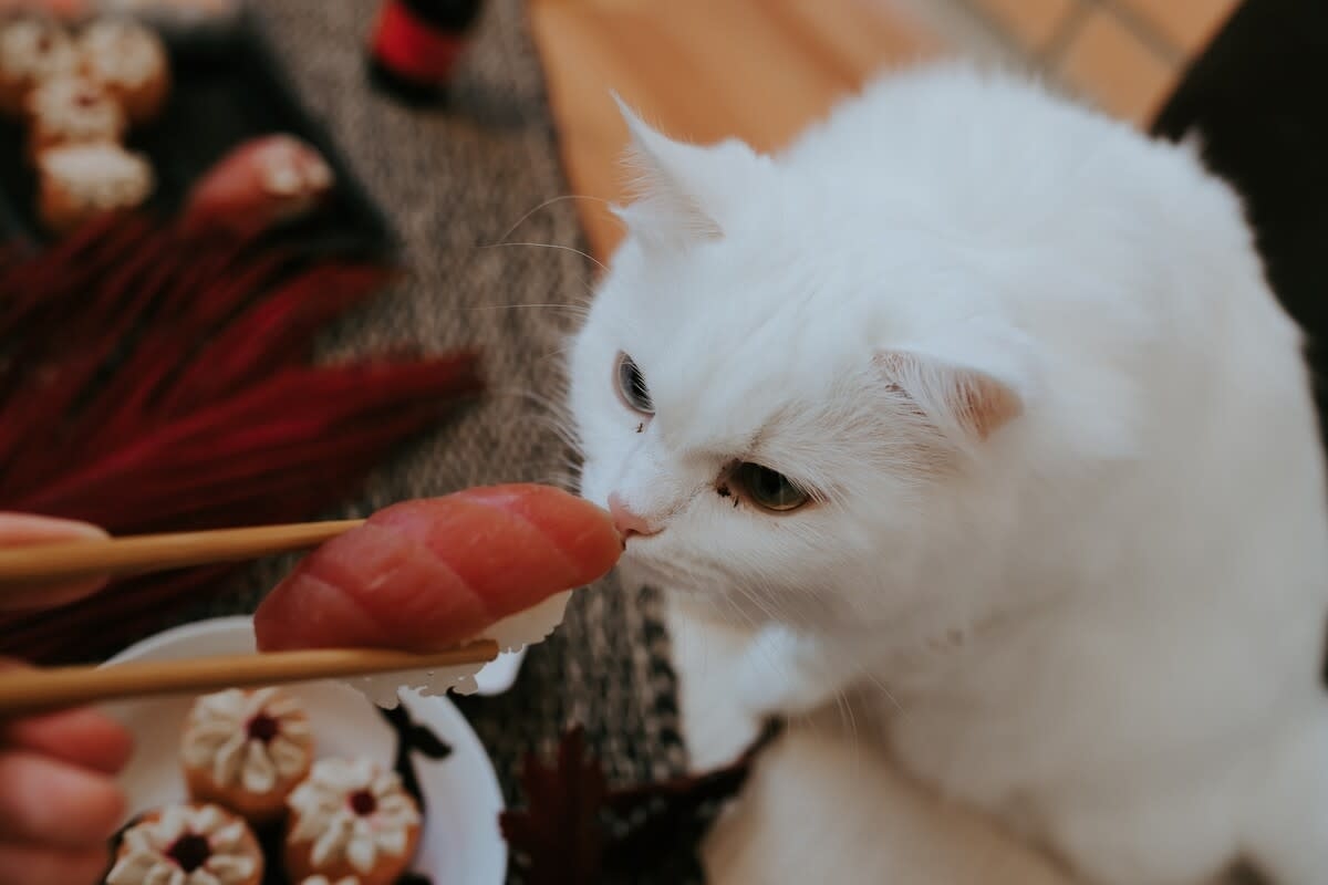 Cats Who Live Outside Sushi Chef's House Getting Fresh Fish Are Truly Living the Dream