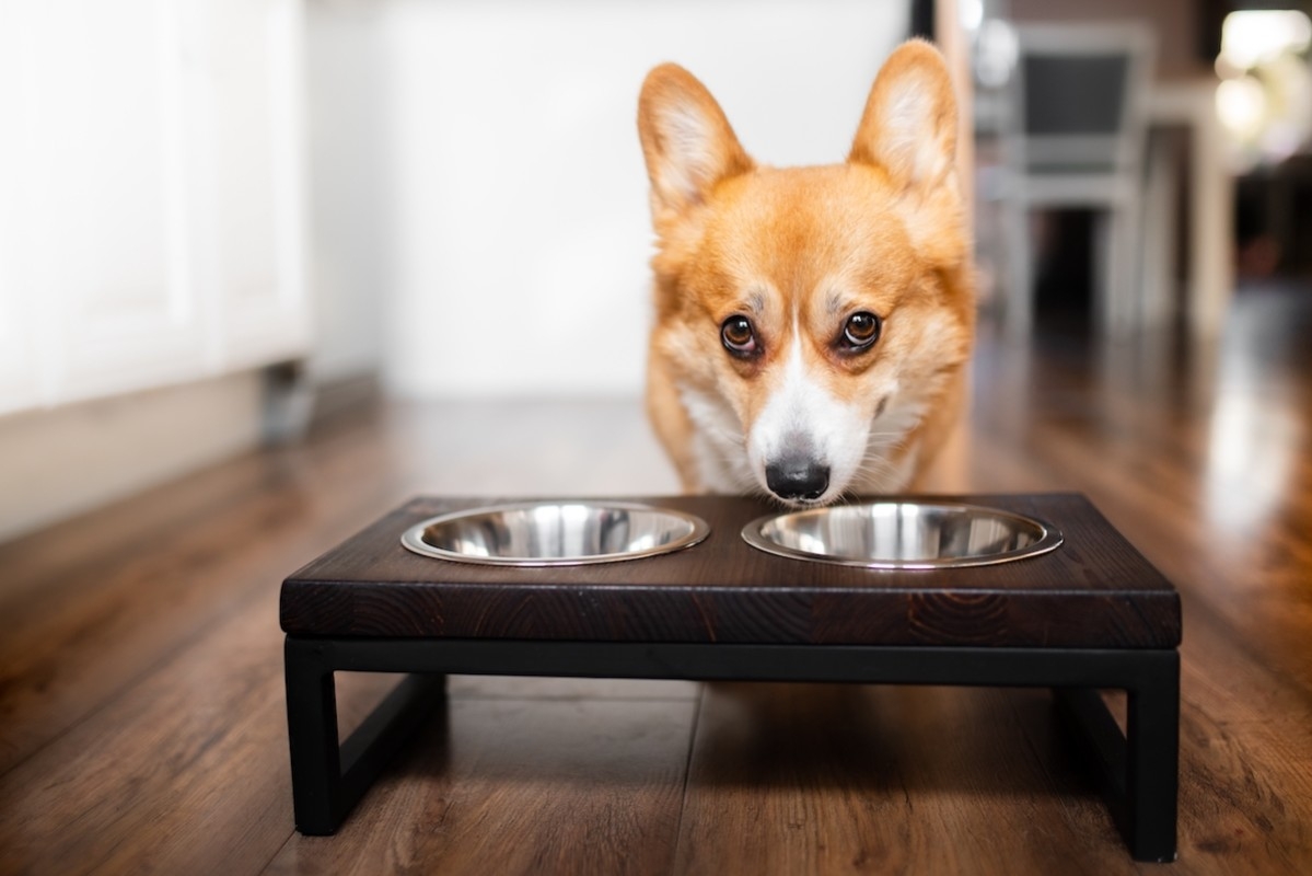 Corgi's 'Disgust' Over His Chicken 'Being Overcooked by a Minute' Is the Funniest Mood