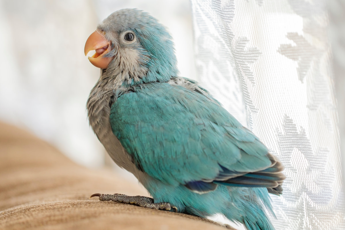 Quaker Parrot Proudly Showing Off Her New 'Floof' Is Too Cute to Handle
