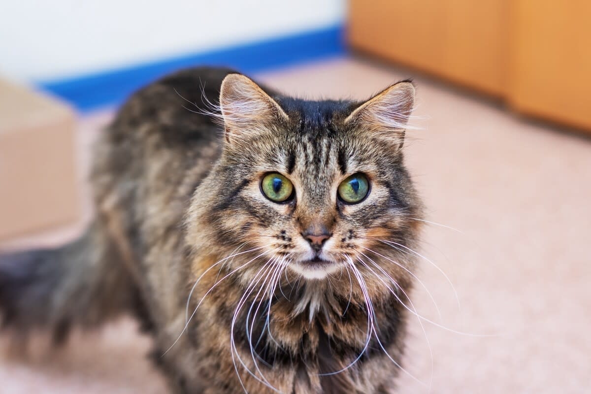 Gorgeous Cat's Perfect ‘Star Wars' Strut Has People Cheering