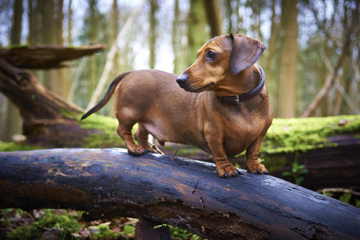 Adorable Miniature Dachshund Lost in Australian Wilderness Finally Found After 529 Days