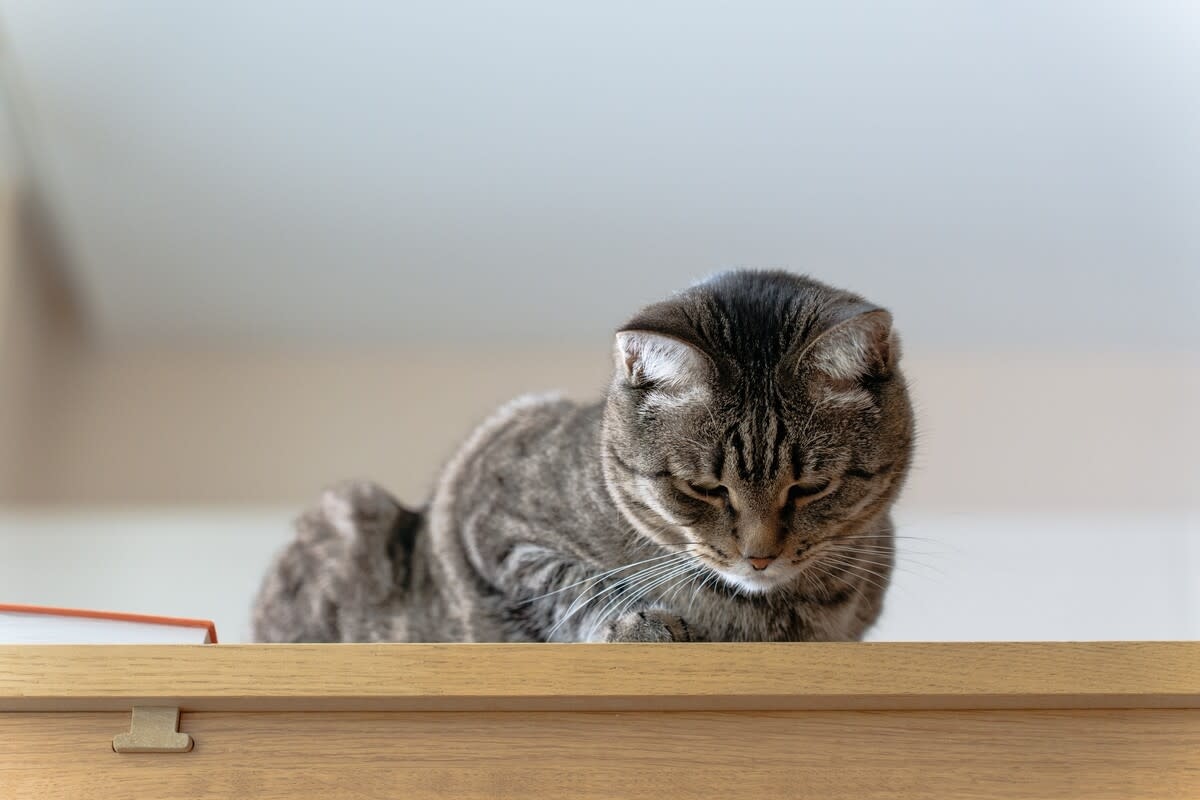 Cat Reenacting ‘Titanic' Ending Has Us in Stitches