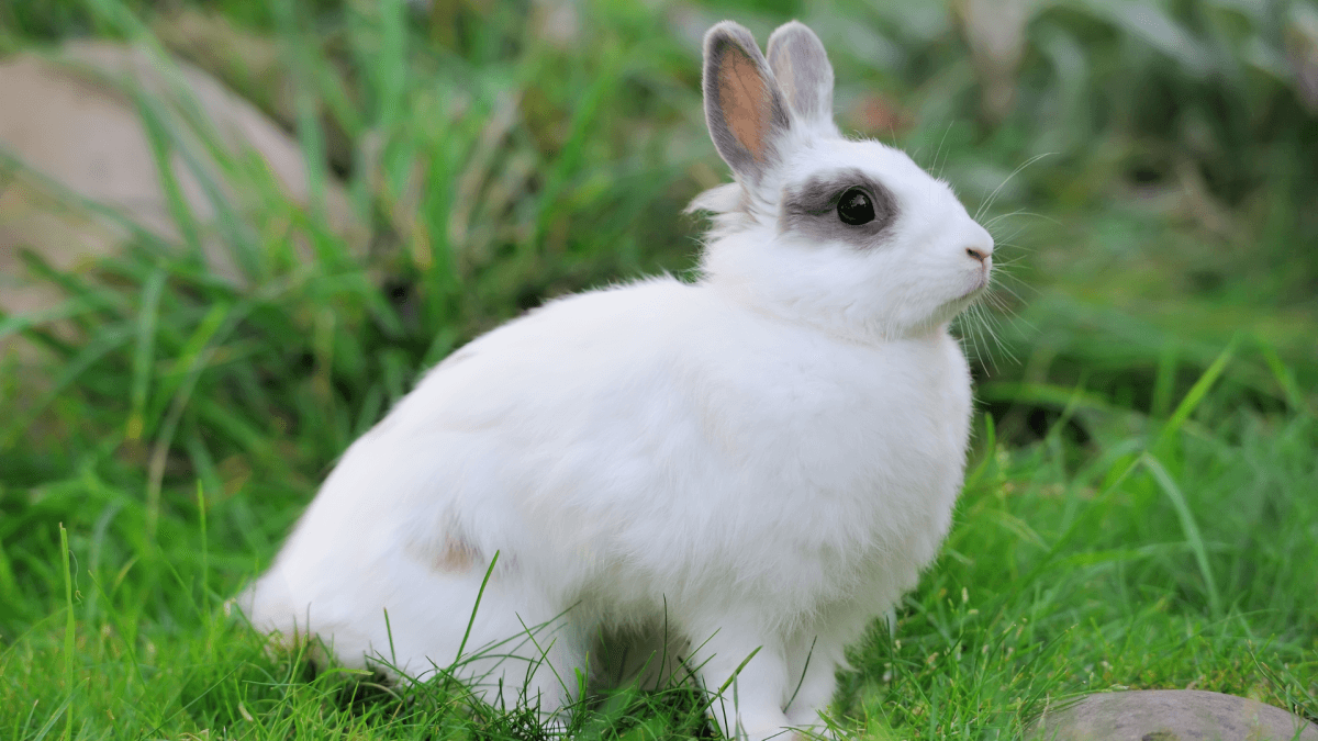 Bunny Throws Temper Tantrum Over 'Absolutely Nothing' & It's Full of Diva Energy