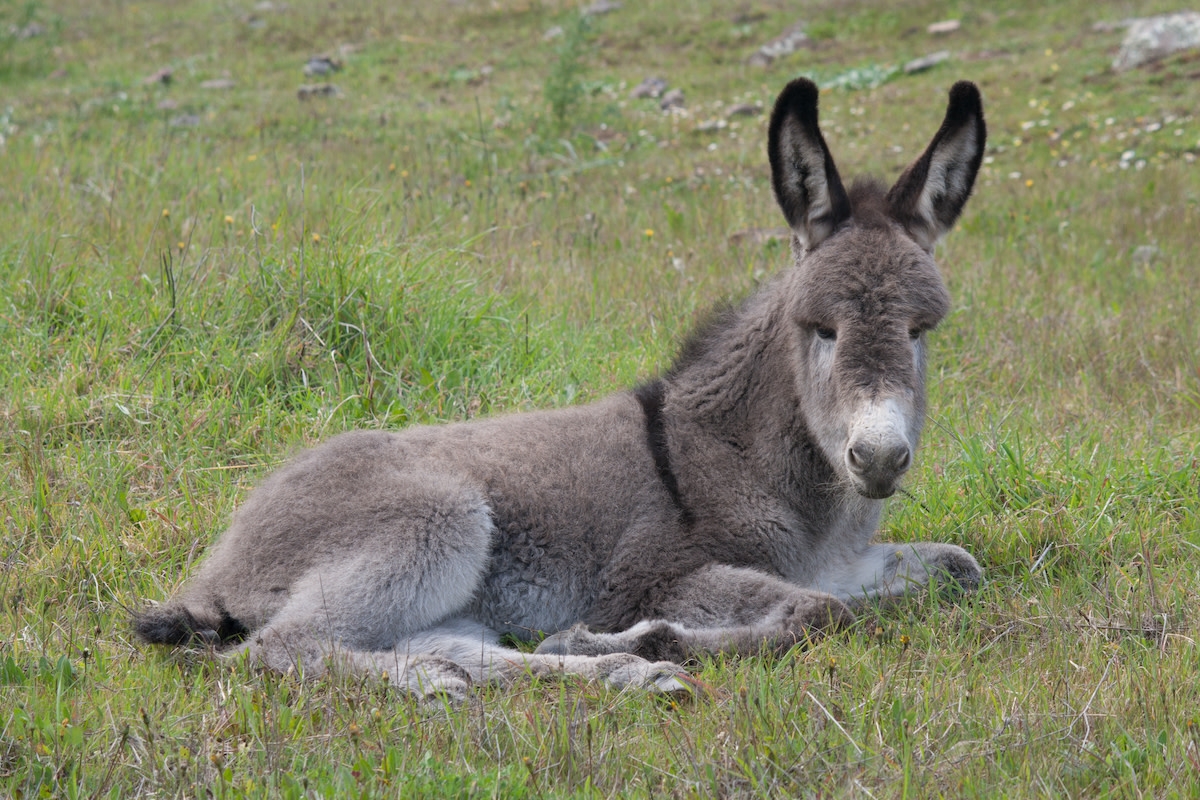 2-Day-Old Donkey Meets Her Very First Chicken and a True Disney Moment Ensues