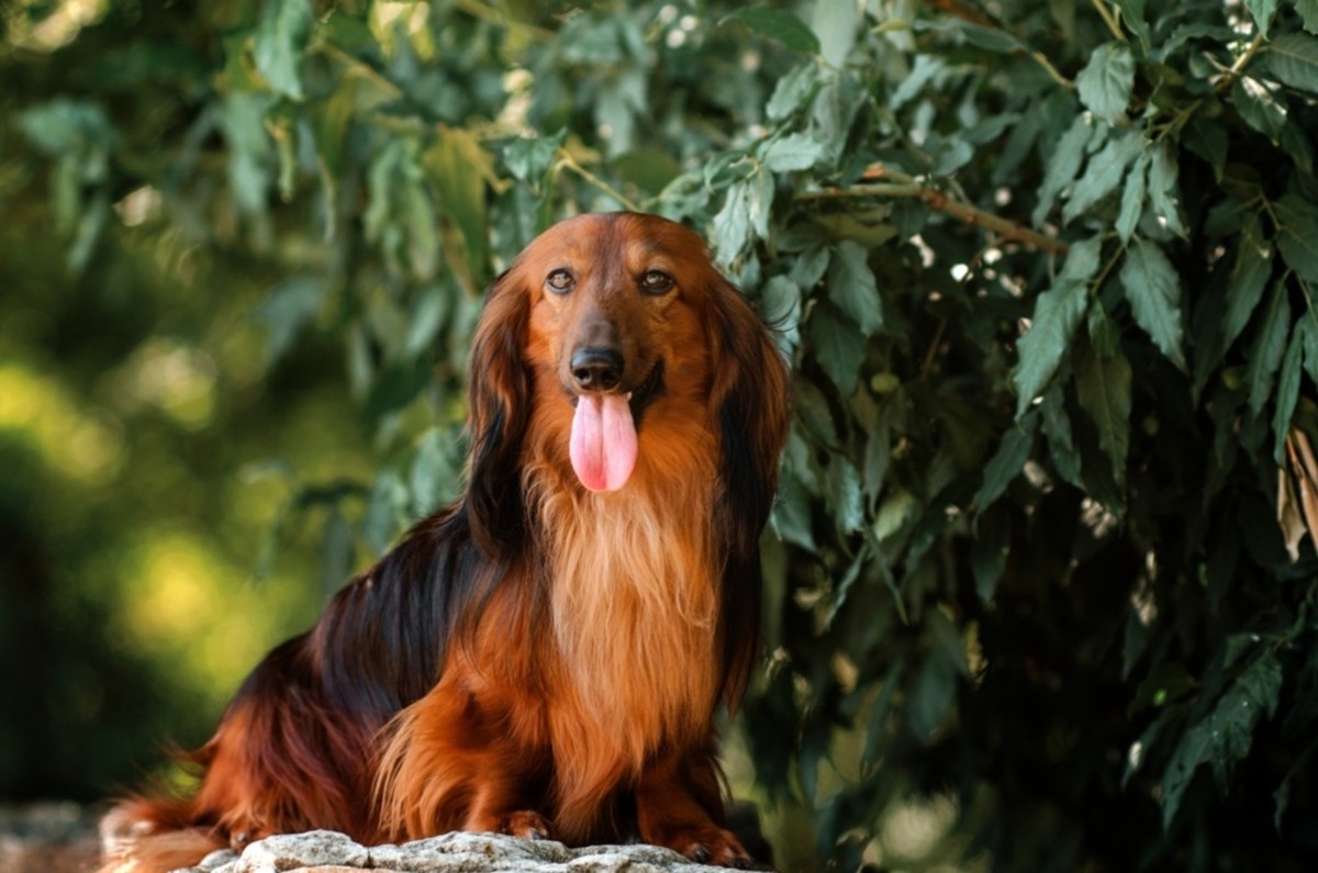 Dachshund's Elation Over Seeing Mom After Day Care Is Full of the Purest Love