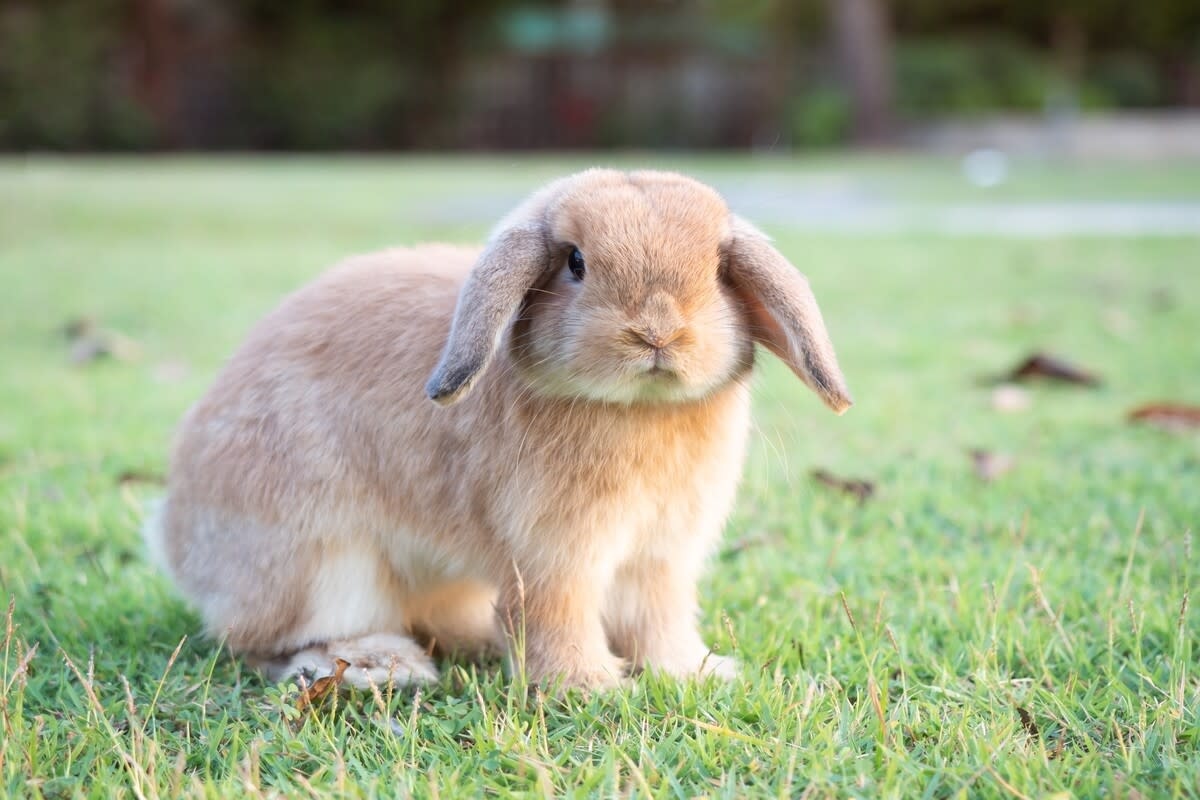 Adorable Rabbit Zoomies Himself Out Then Falls Into Bed for a Nap