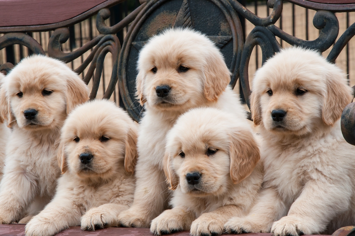 Golden Retriever Puppies' Heartwarming Visit to Senior Center Couldn't Be More Perfect