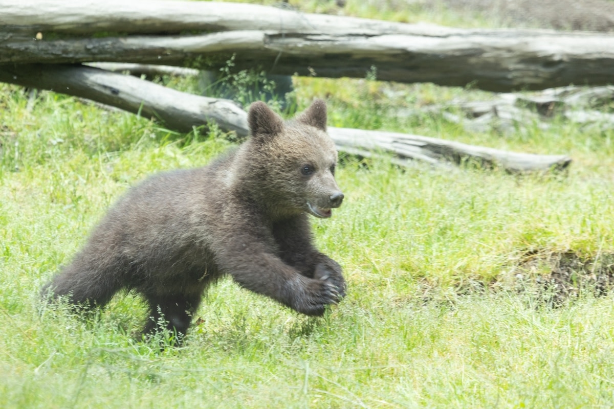 Baby Grizzly Bear Running at Full Speed Is Impossible to Resist