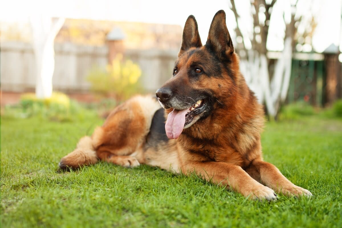 German Shepherd Gently Playing with Baby Raccoon Is the Most Loving Surrogate Dad