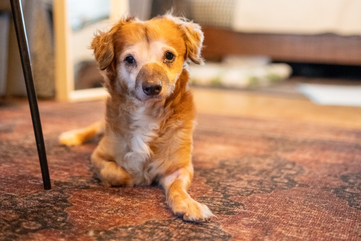 Viral Internet Sensation Rescue Dog's First Week at Home Ends in Cuddles and Guitar Serenades