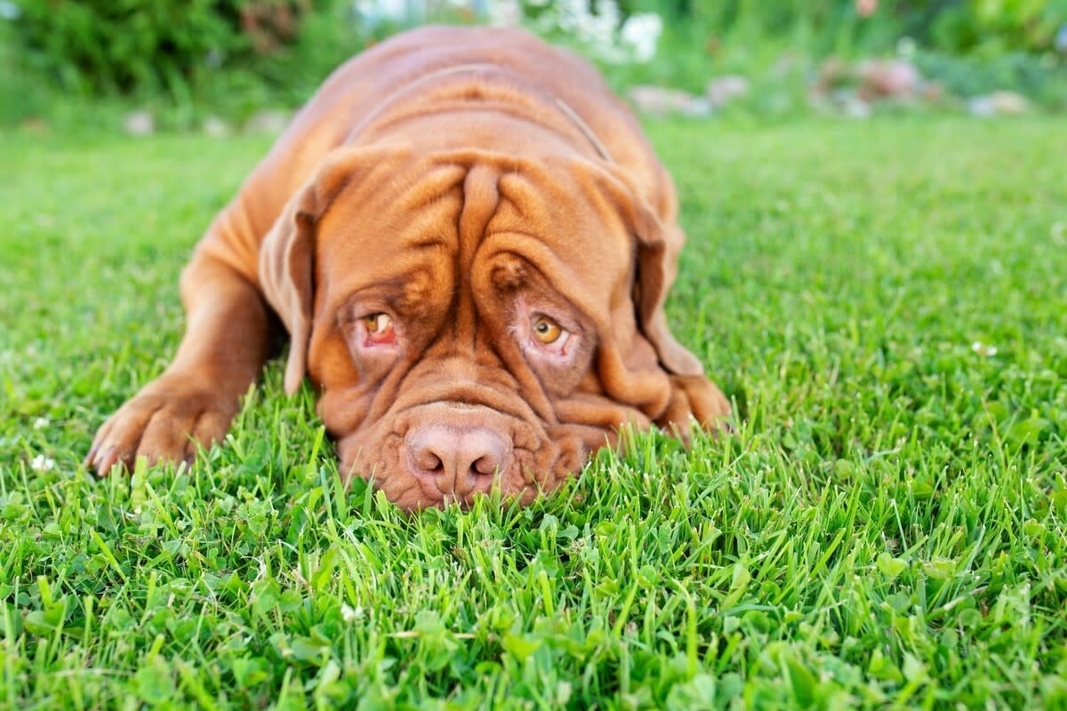 Kindhearted French Mastiff Shot with Pellet Gun by Cruel Neighbor Has People Outraged