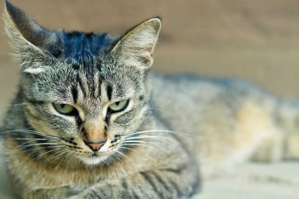 Adorable Cat's Grumpy Grievances With His Animal Siblings Have Us in Stitches