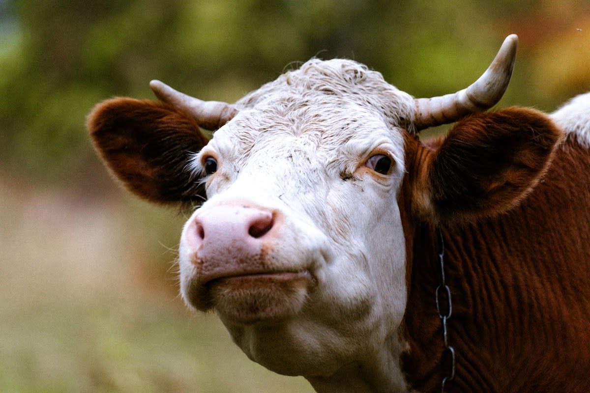 Gentle Cow's Sweet Fascination With Barn Kittens Couldn't Be More Perfect