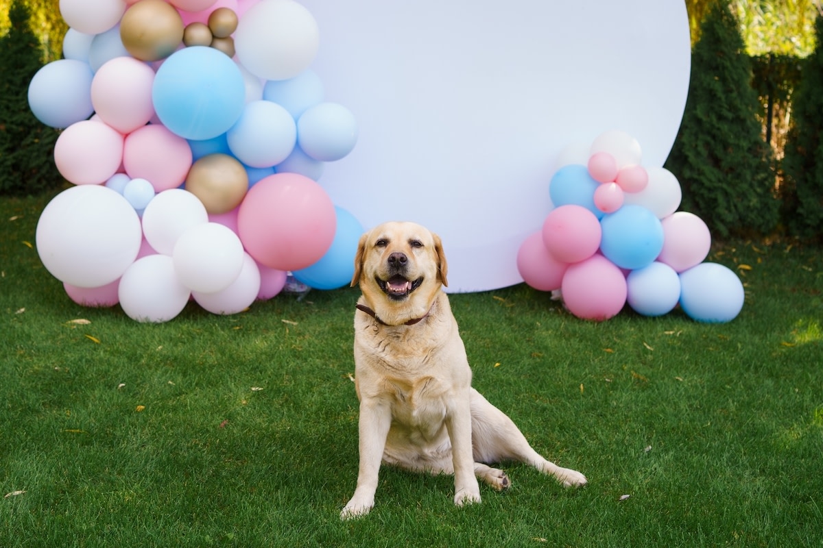 Yellow Labrador 'Helping' His Parents with Gender Reveal Goes Hilariously Wrong