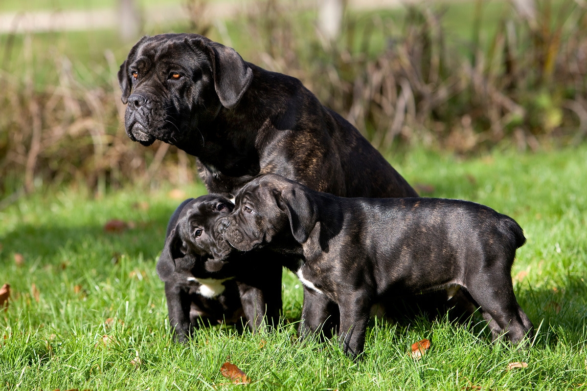 Flustered Cane Corso Dad Trying to Get Away from His 'Kids' Is So Relatable