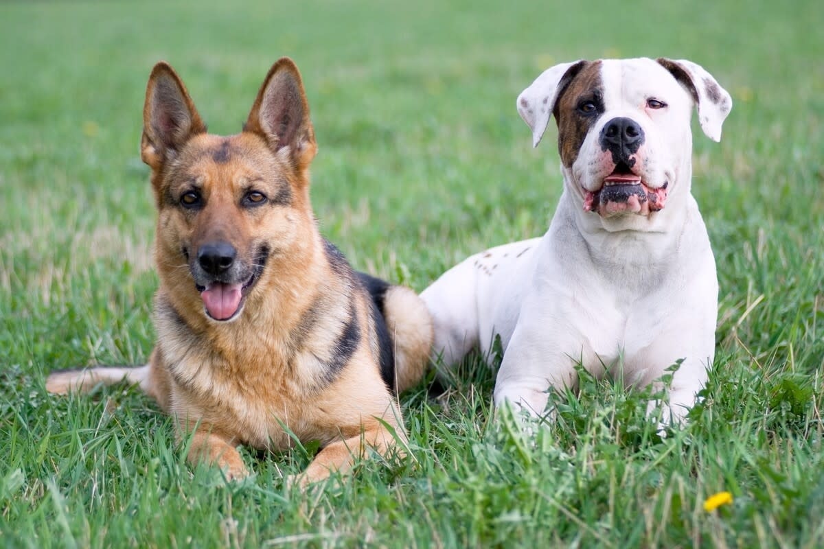 ‘Guard Dogs' Chase Off Bear in the Most Hilarious Way Imaginable