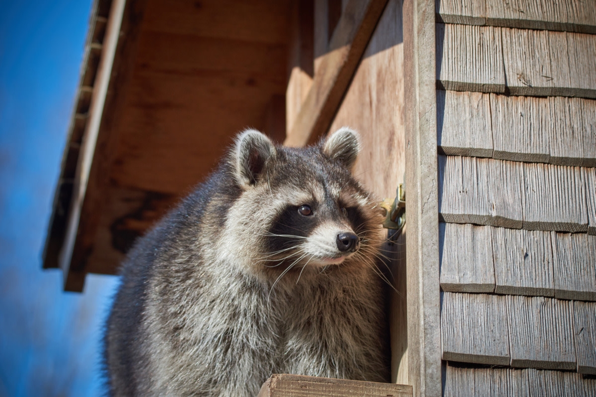 Mama Raccoon Bravely Saves Baby From Falling off Roof in Harrowing Video