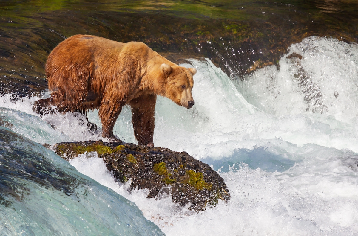 Brown Bear Seen Leaping From Waterfall at Famous National Park Has To Be Seen To Be Believed