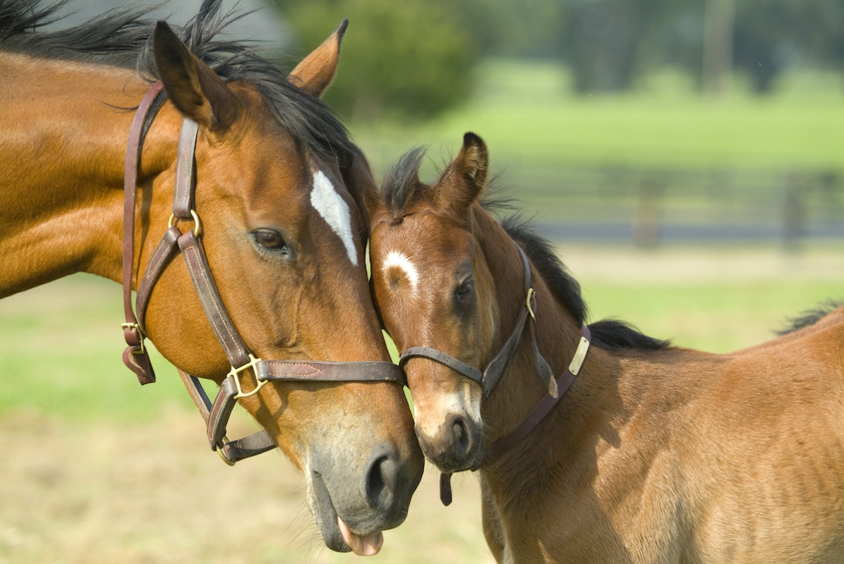 Tender Moment Nurse Mare Adopts Orphaned Foal As Her Own Has Us in Tears