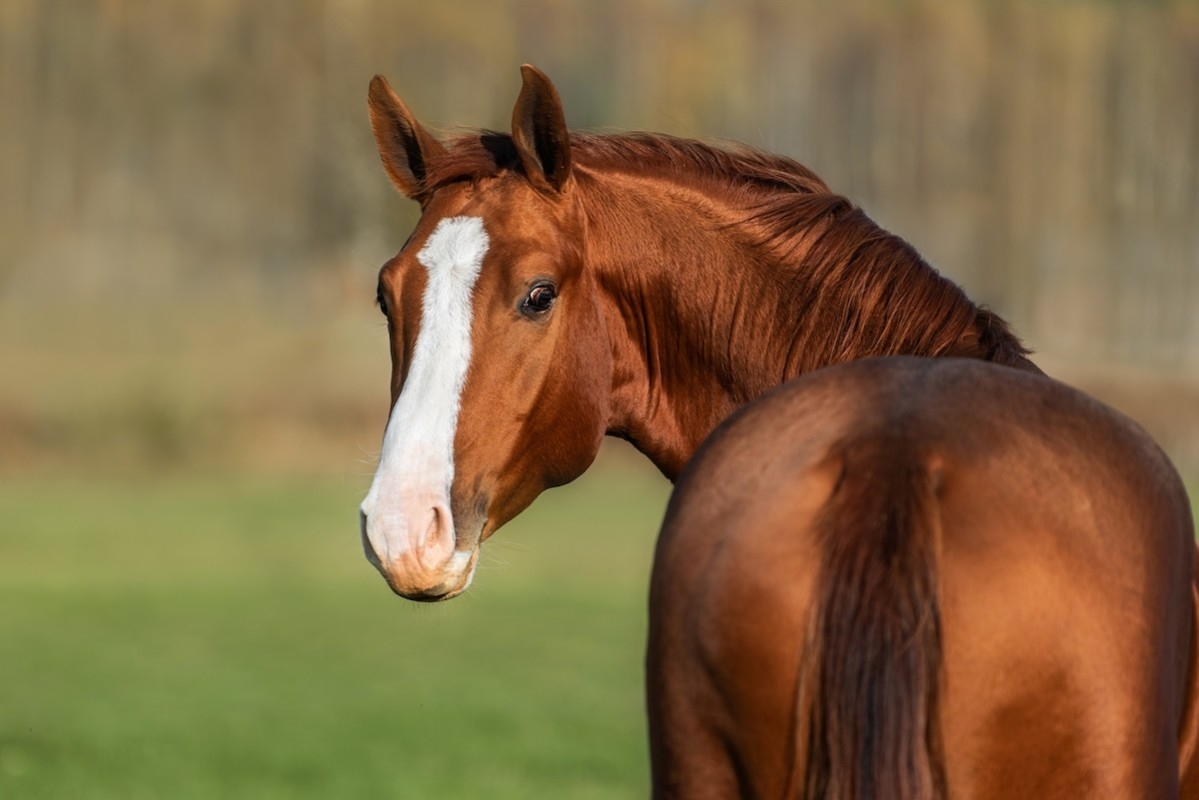 Musician Serenades Horses in the Pasture and Gets the Sweetest Reactions