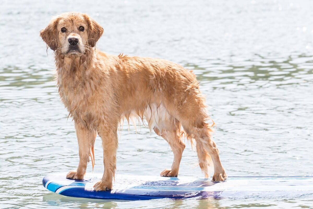 Wakeboarding Golden Retriever Shows Why She Is the Absolute Water Sports Master