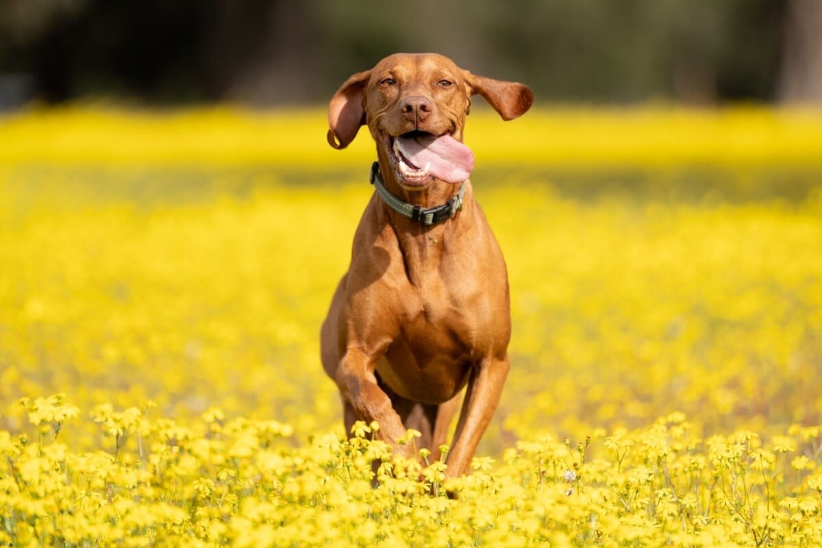 Emotional Support Vizsla Hilariously Turns Into the Canine God of Destruction When Dad's Around