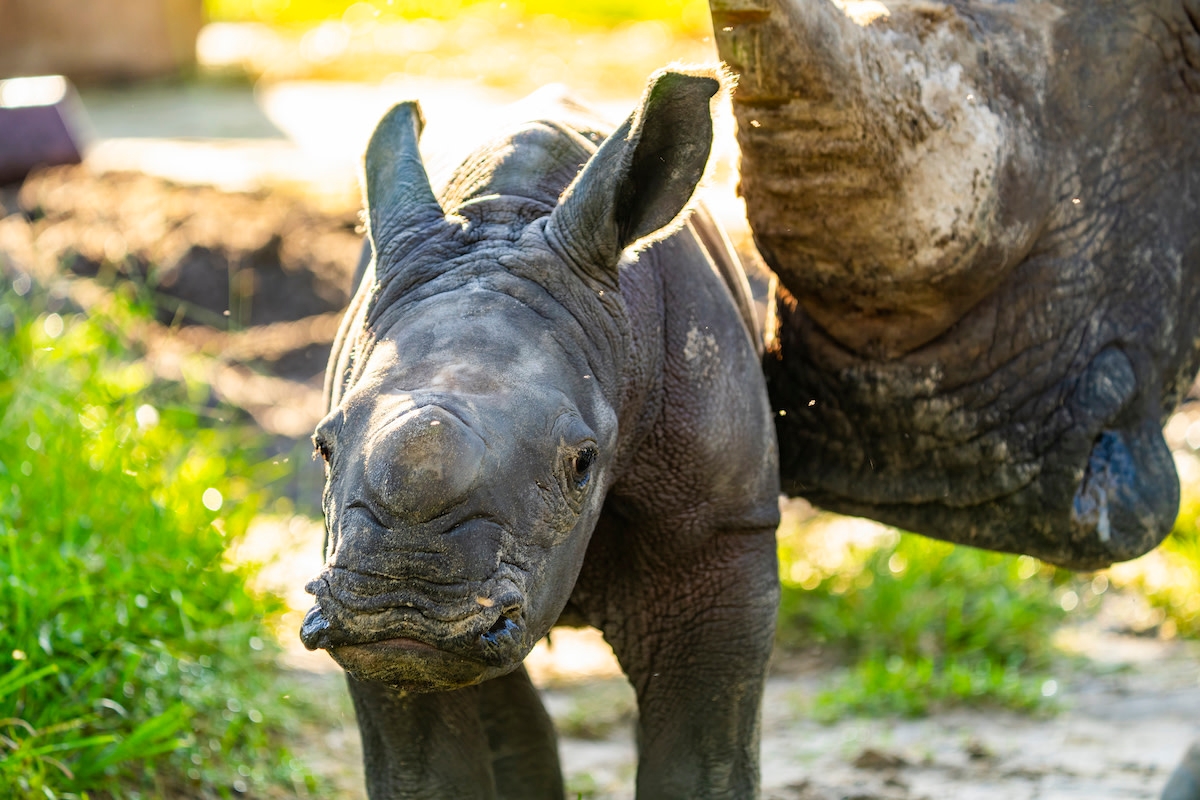 Baby Rhino and Her Elephant Bestie Prove that Love Comes in All Shapes and Sizes