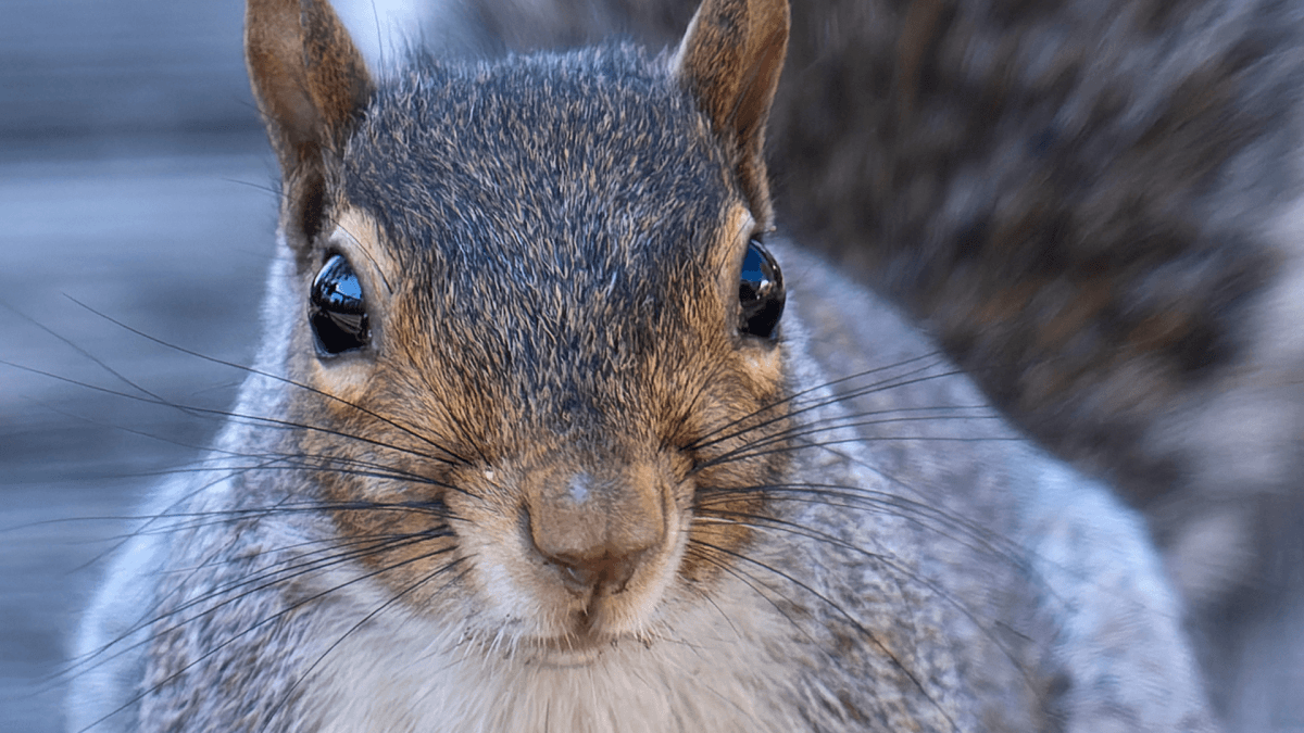 Woman's Kind Gesture Toward Injured Squirrel Who Didn't Stand a Chance Tugs at the Heartstrings