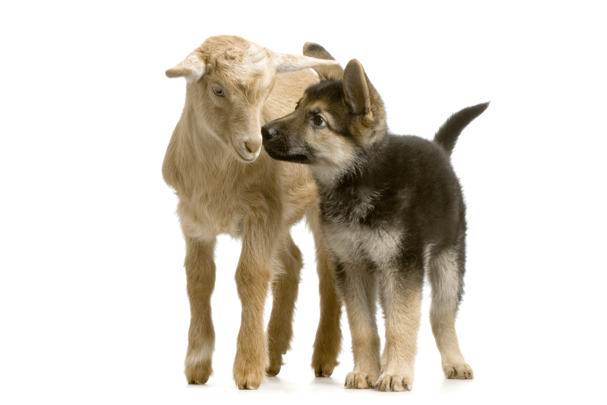 ‘Baa-D Boys' — Texas Officer Goes Viral for Hilarious Response To Finding a German Shephard and Goat Out on the Town Together
