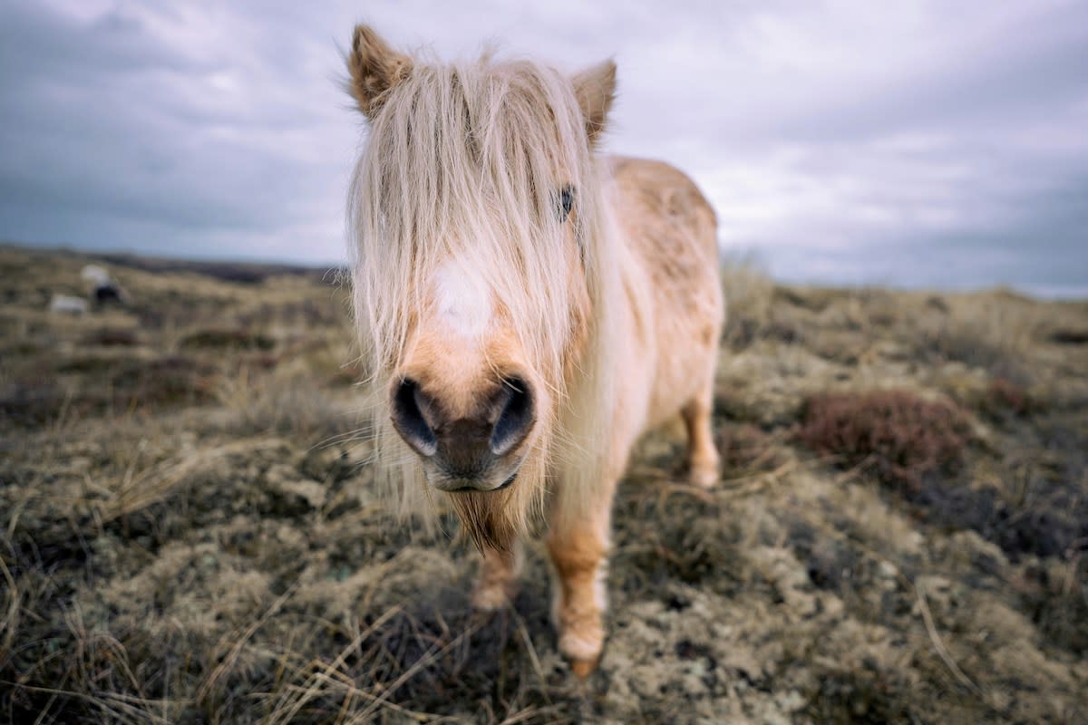 Mini Pony 'Adopts' Cat As One of Her Own and Creates Beautiful Family