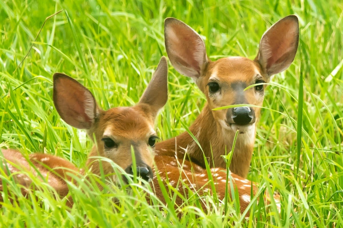 Woman's Running Route Takes Magical Turn When Baby Deer Decide She Needs Some Love