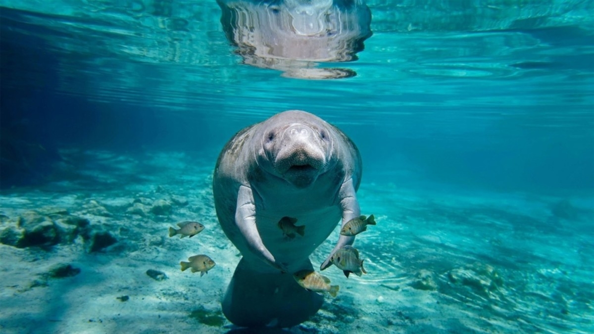 Video of Aquarium Worker Feeding Baby Manatees Has Everyone Totally Obsessed