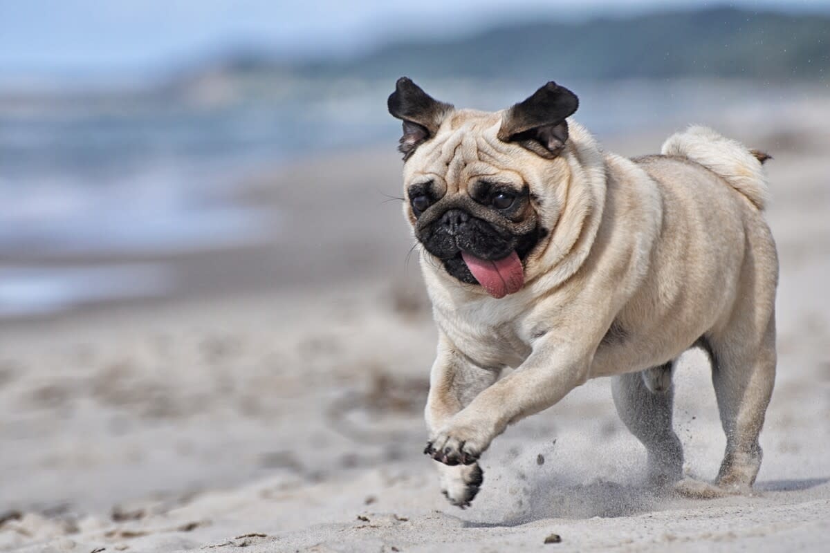 Pug's Beach Day Fun Is So Chaotically Cute We Can't Handle It