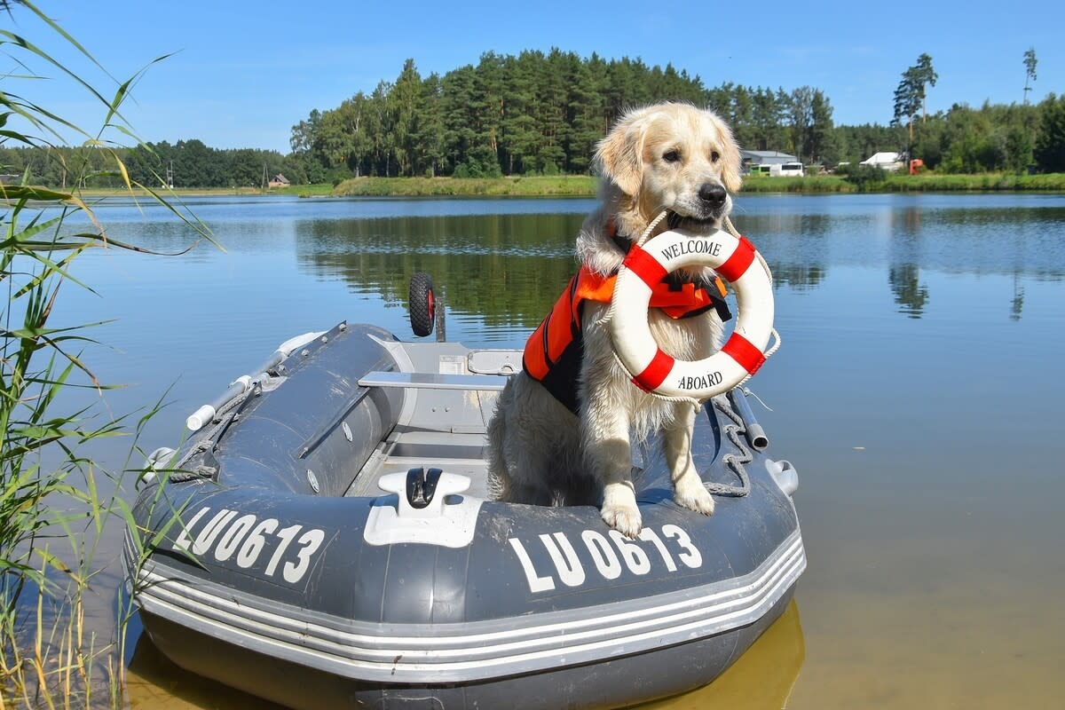 Golden Retriever Lands Job As 'Fishing Guide' and Totally Nails the Role