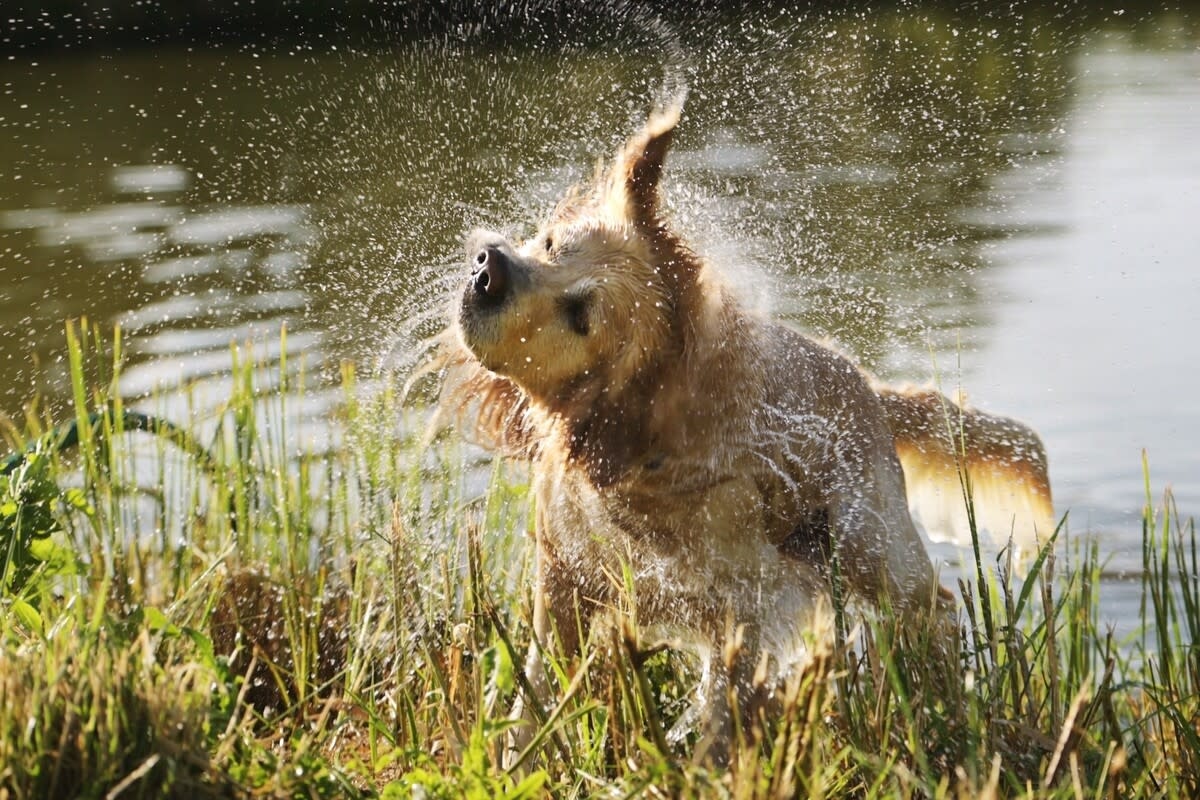 Precious Golden Retriever Insists on Swimming in the ‘Duck Pond' Like He's One of the Gang