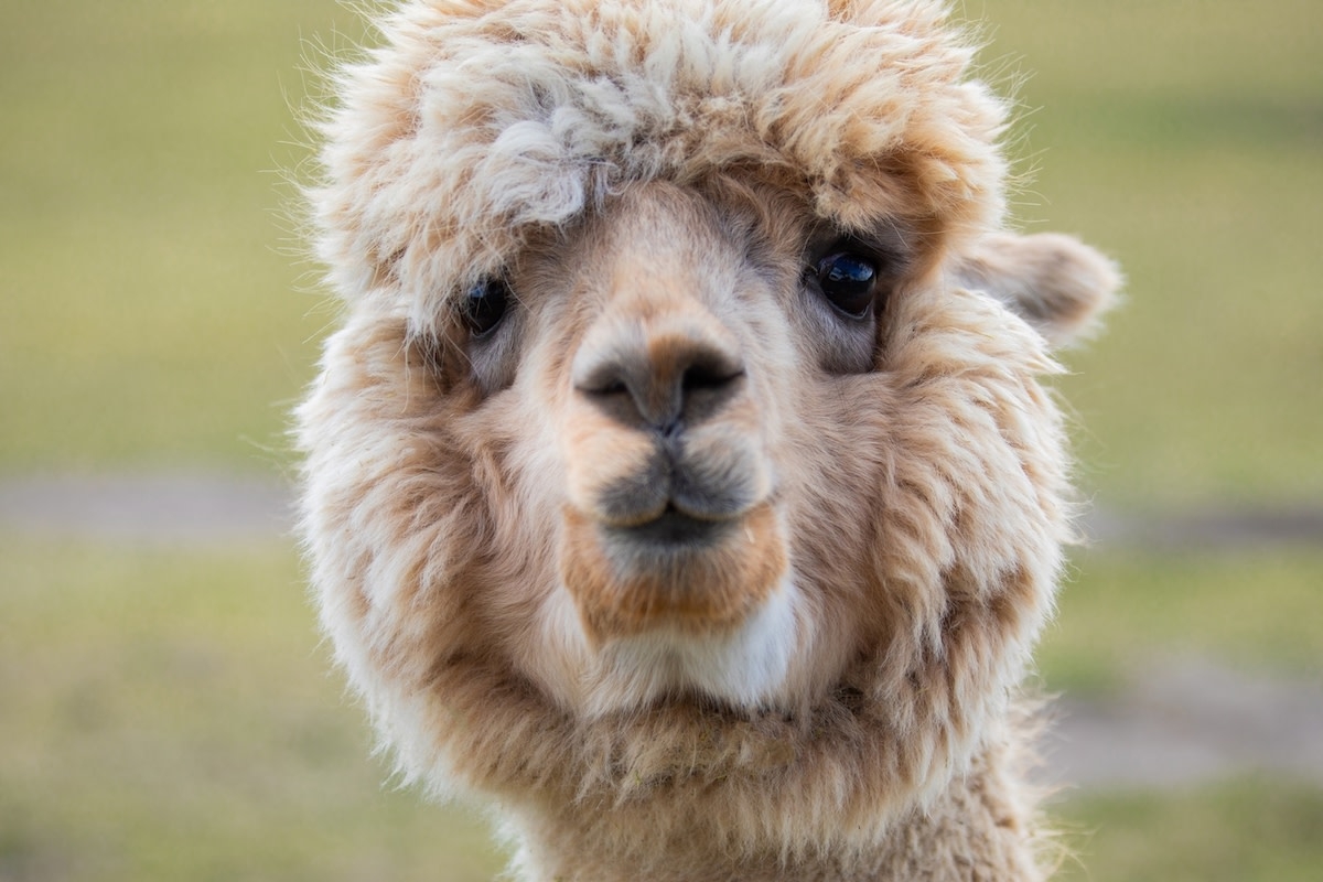 Sweet Therapy Alpacas Visit Nursing Home and Instantly Lift Residents' Spirits