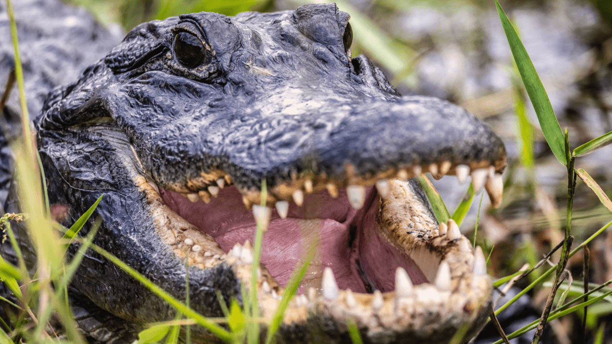 Florida Woman Gets Into Terrifying Fight with Alligator in Effort to Save Her Beloved Dog