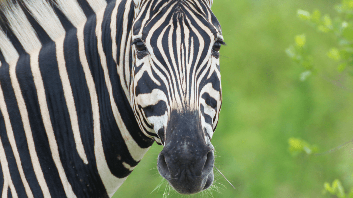 Footage of the ‘Tennessee Zebra' Being Saved Is Giving ‘Defying Gravity' Vibes