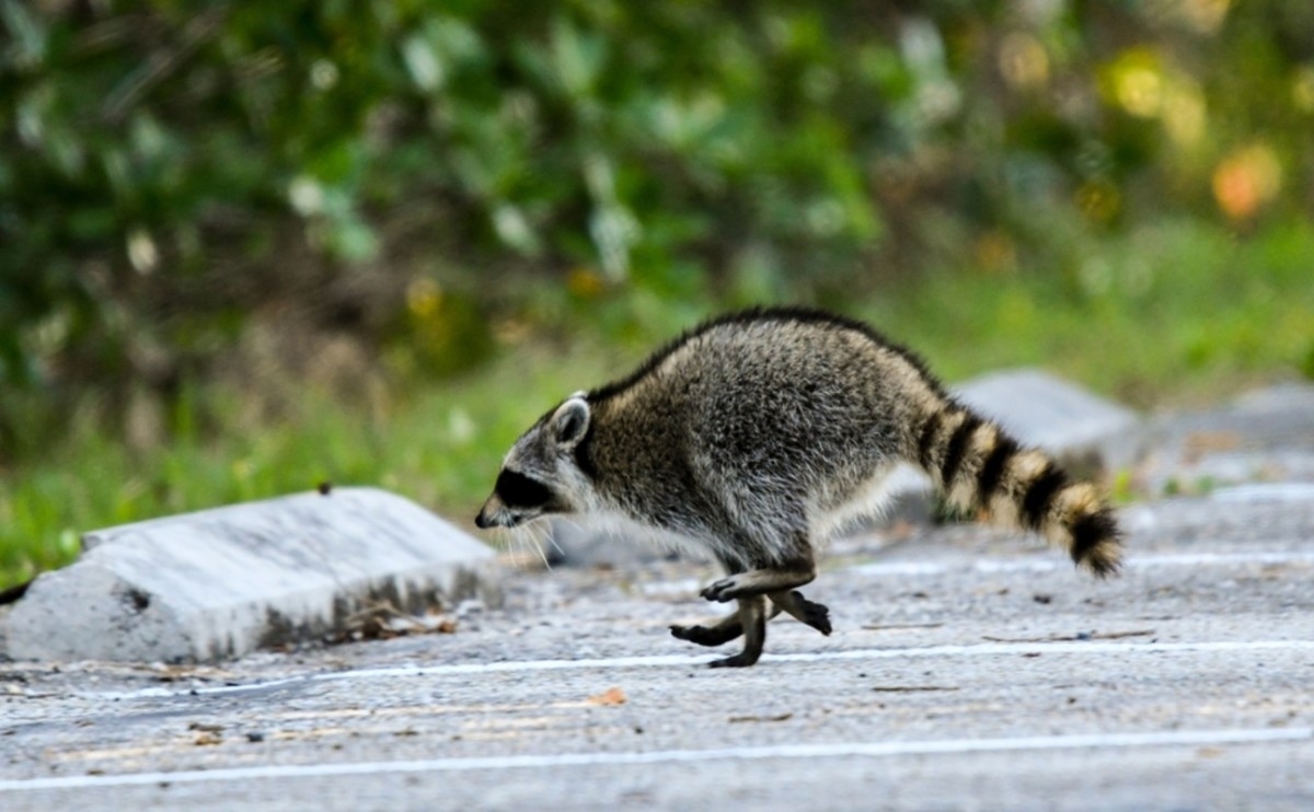 Pet Raccoon Gets the Zoomies When Mom Tells Her It's Bath Time