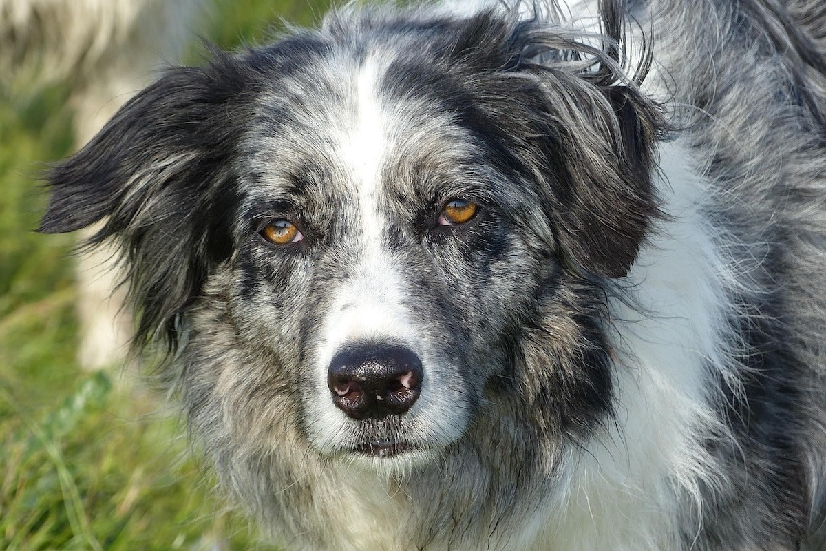 Border Collie's Intense Stare Down With Cat-Shaped Decoration at Vet's Office Is Positively Priceless