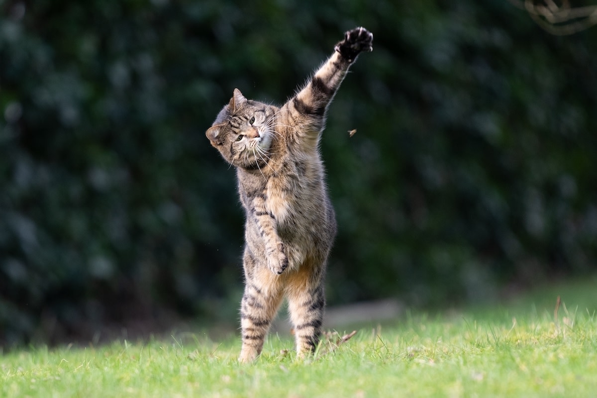 Cat Prevents Surveyor From Landing Drone on Job Site and It's Pure Comedy