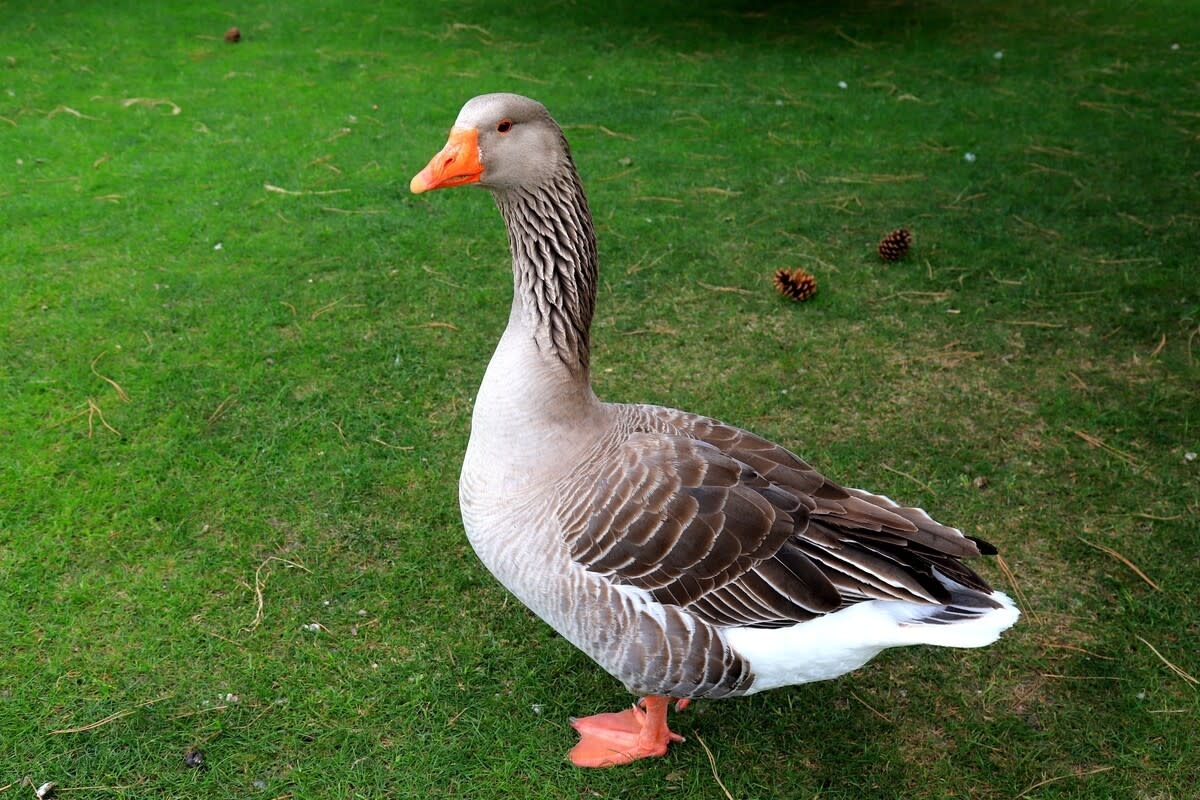 Sneaky French Goose Makes Off With McDonald's Meal Like It's the Ultimate Prize