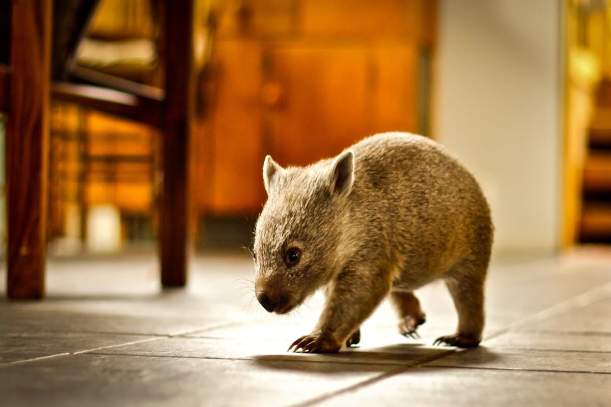 Precious Wombat Gets Cutest Case of Zoomies While Playing with Their Human
