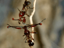 Flies with shorter eye-stalks act aggressively because females are less attracted to them