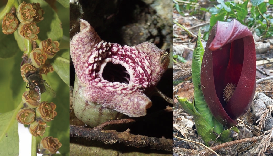 Scientists discover how some flowers mimic the smell of death